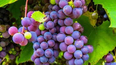 Photo of This is how our intestinal flora benefits from grapes and reduces cholesterol