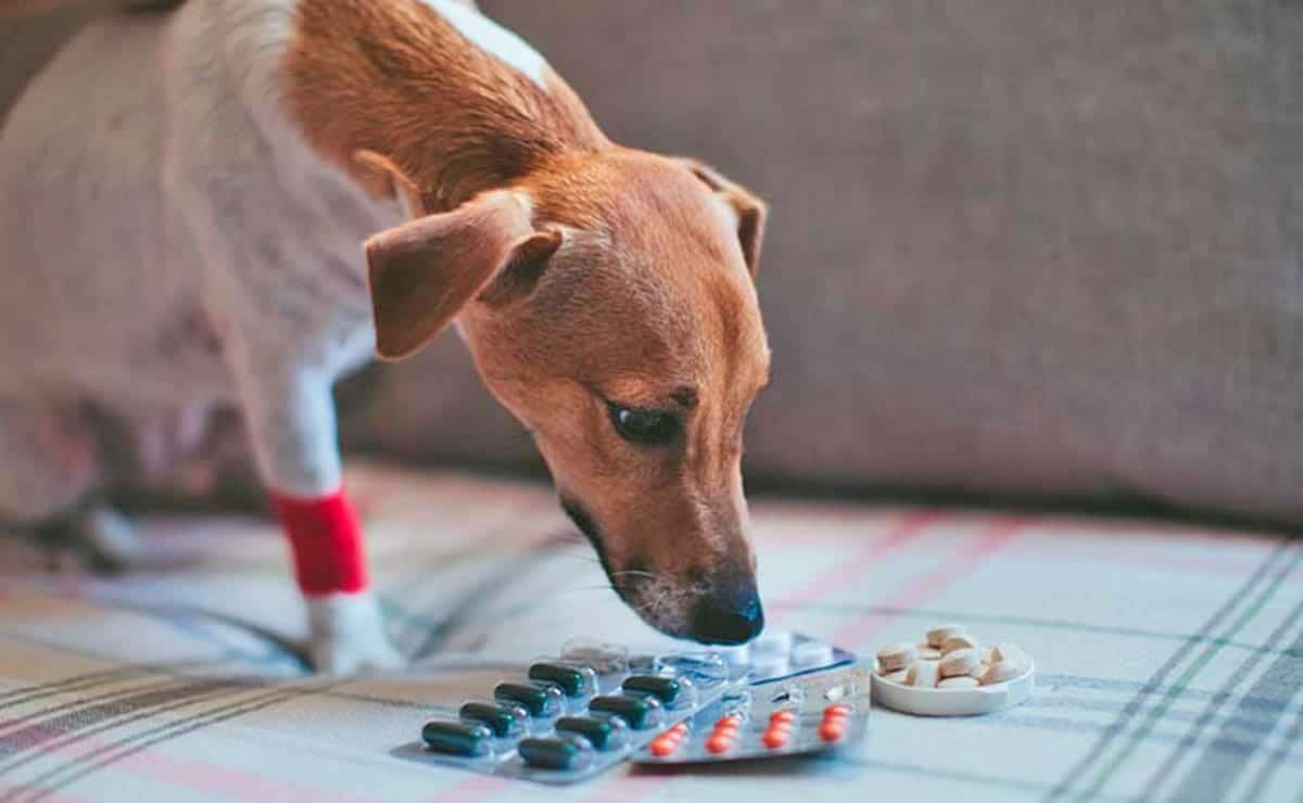new-evidence-on-the-toxicity-of-paracetamol-in-dogs