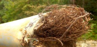 How to Repair the Damage Caused by Tree Root Intrusion in Your Plumbing