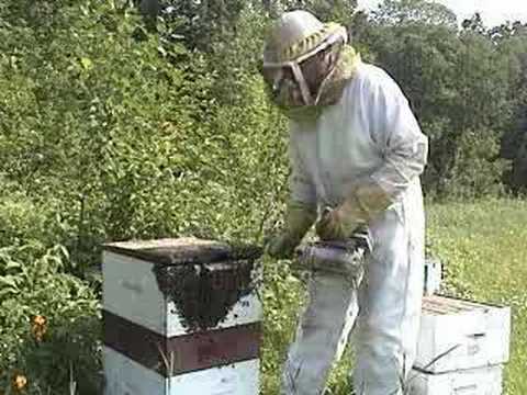 How to Get Rid of Bees Safely and Without Killing Them