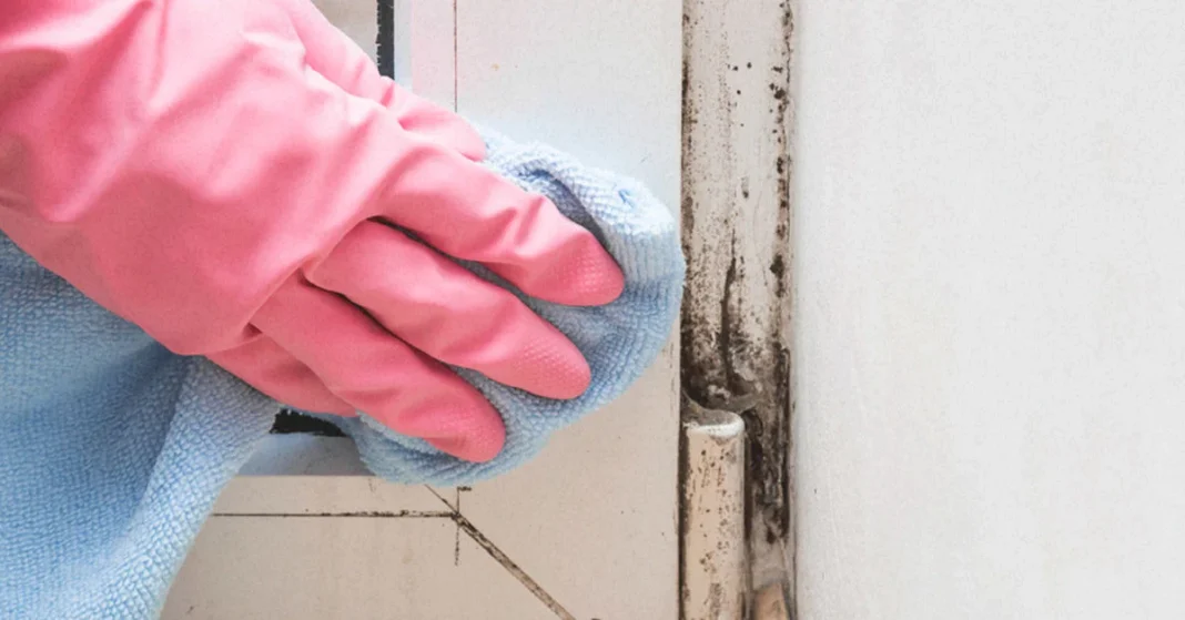 The Hidden Dangers of DIY Mold Tests: Don't Fall for the Myths